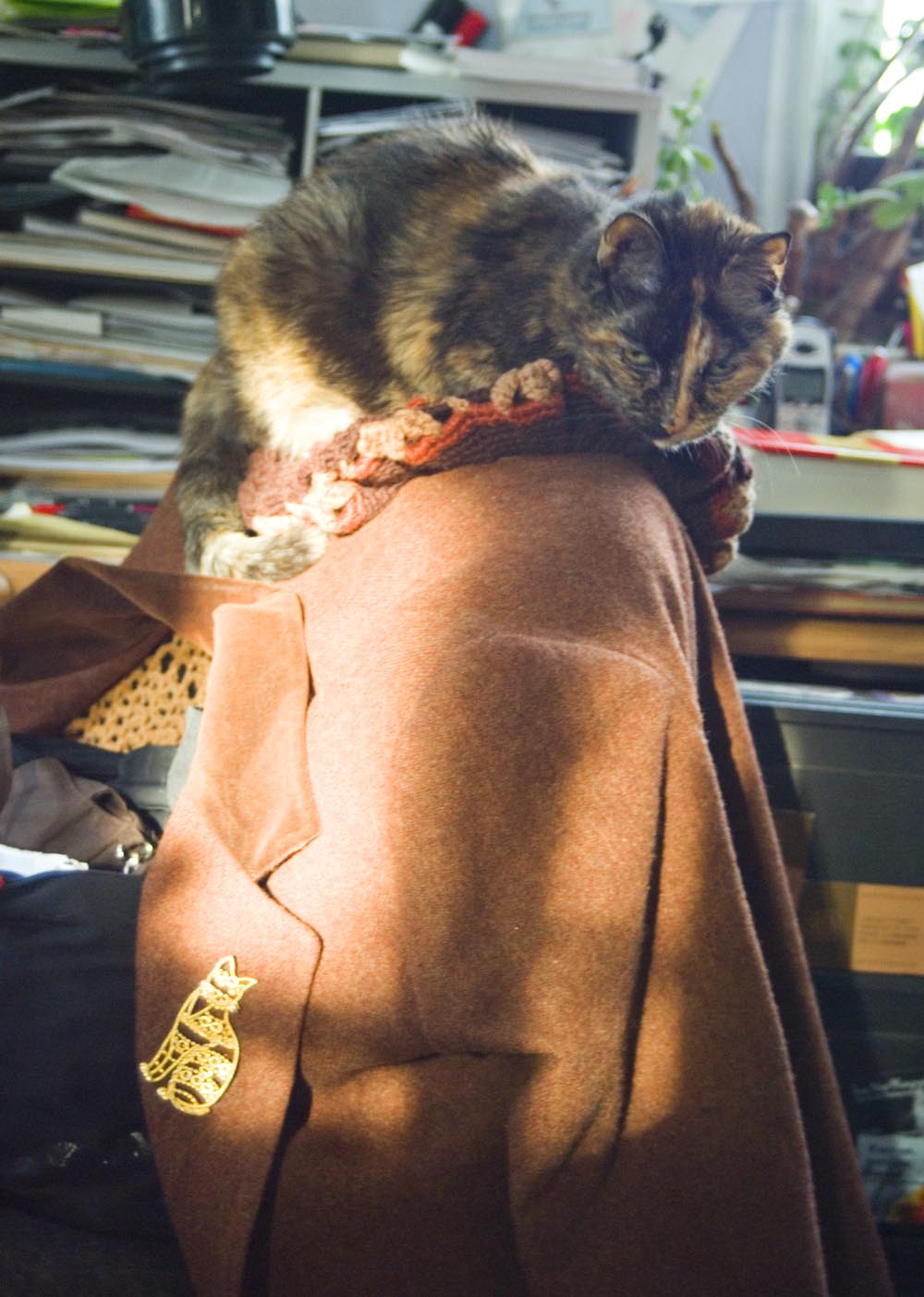 tortoiseshell cat curled up on hat on coat on chair