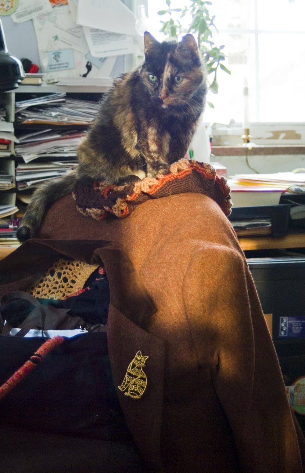tortoiseshell cat sitting on hat and coat on chair