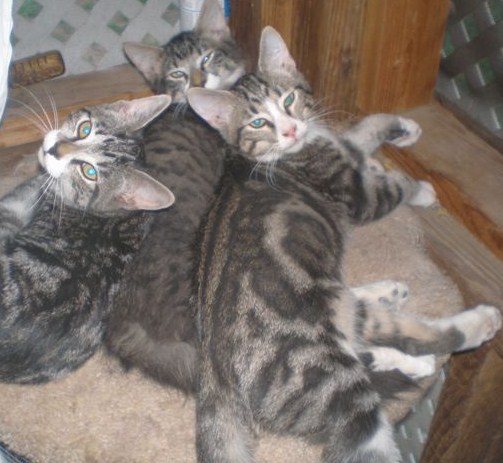 Rescued tabby kittens in a pile.