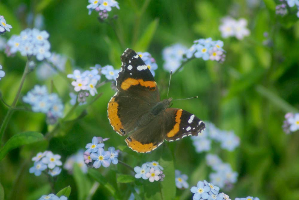 butterfly in forget me nots