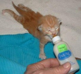 bottle feeding orange kitten