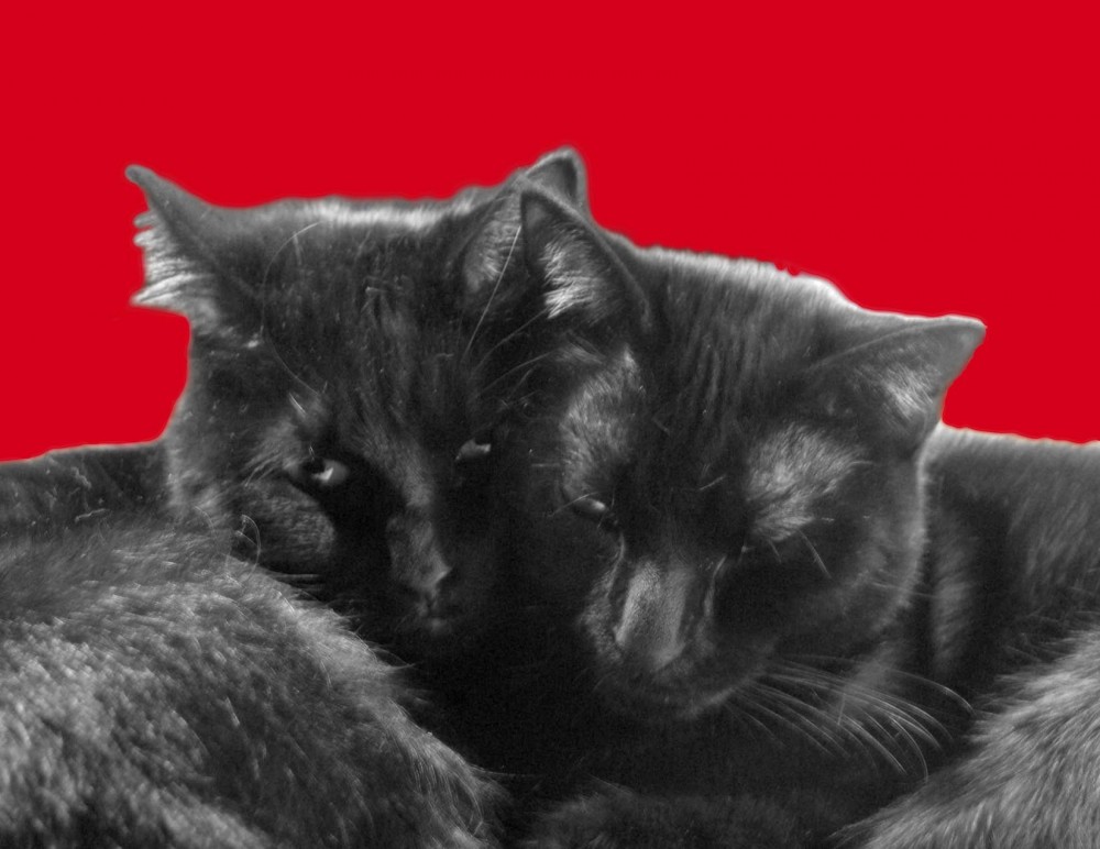 valentine with two black cats on red
