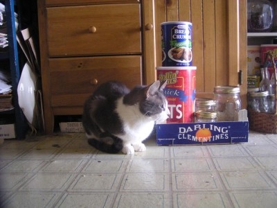 photo of cat with kitchen items