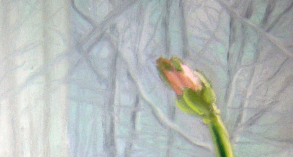 amaryllis bud.