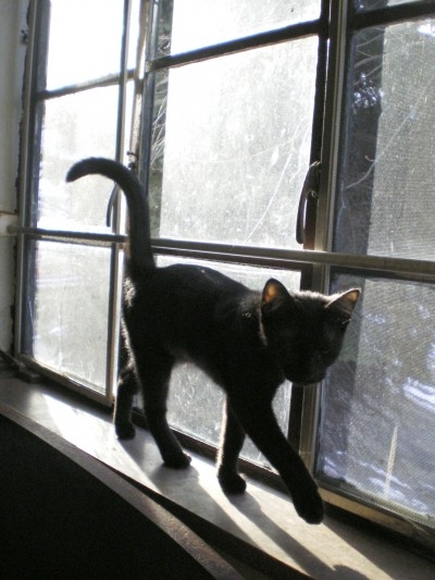 black kitten on windowsill