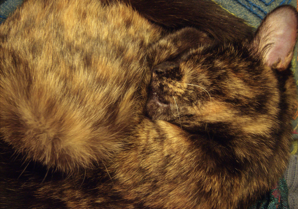 tortoiseshell cat curled sleeping