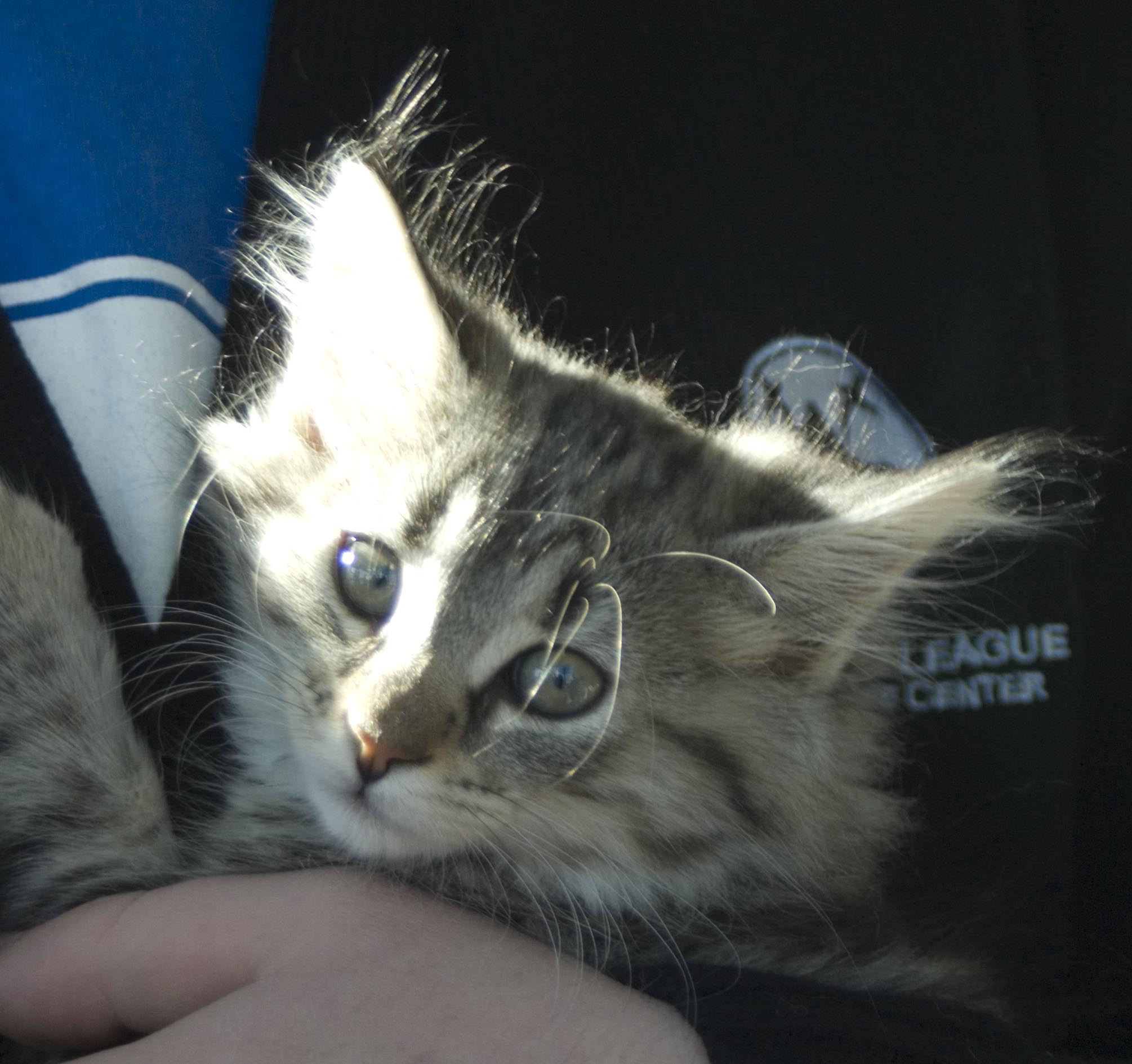 long-haired silver tabby kitten