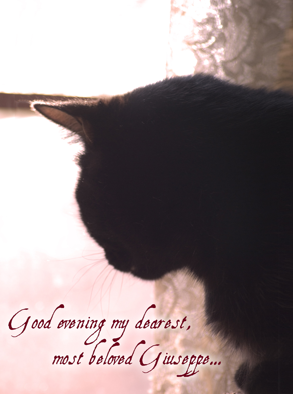black cat looking out window with text