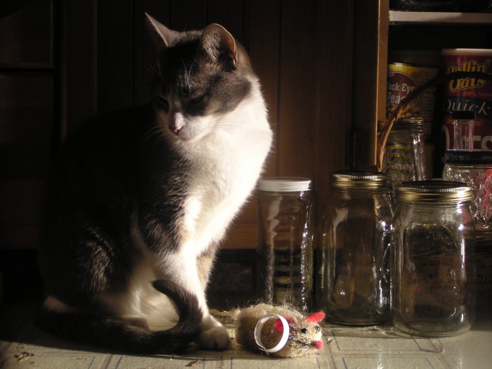 cat with jars