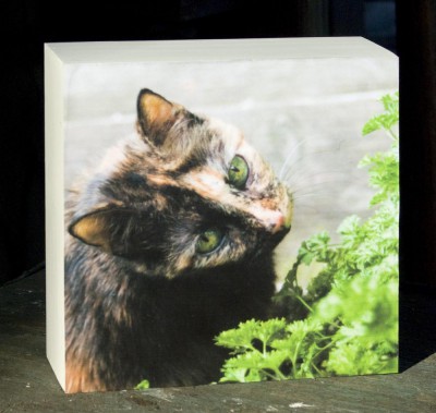 print of tortoiseshell cat with parsley
