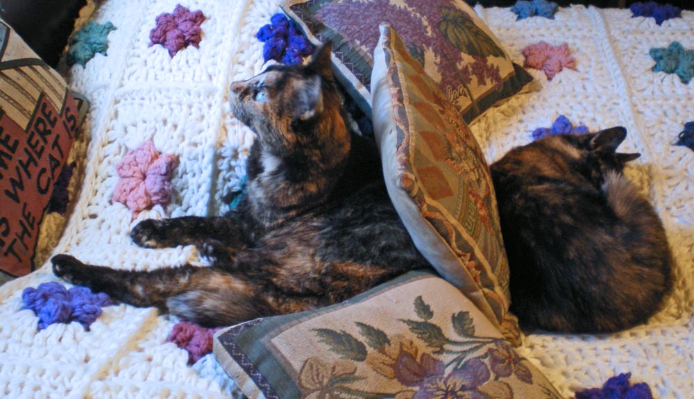 two tortoiseshell cats on bed