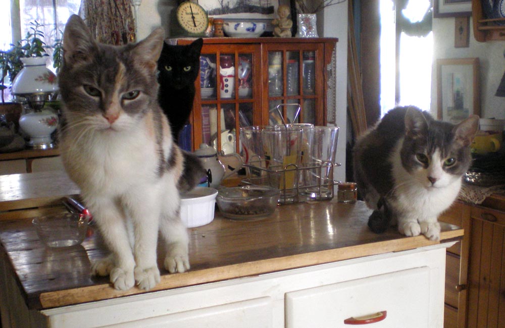 two cats on cabinet