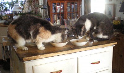 two cats eating.