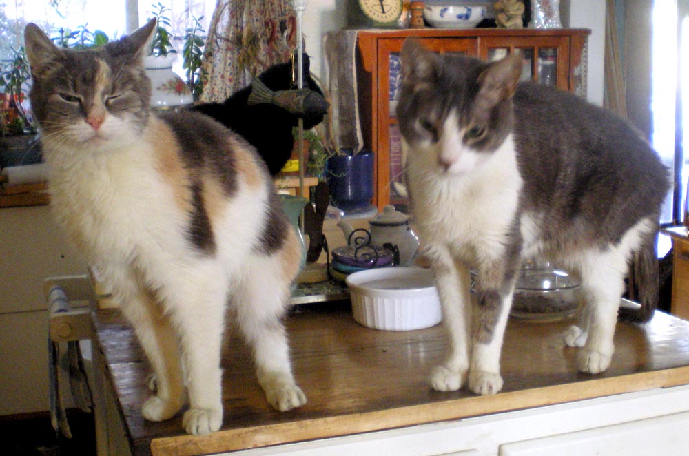 dilute tortoiseshell and gray and white cats