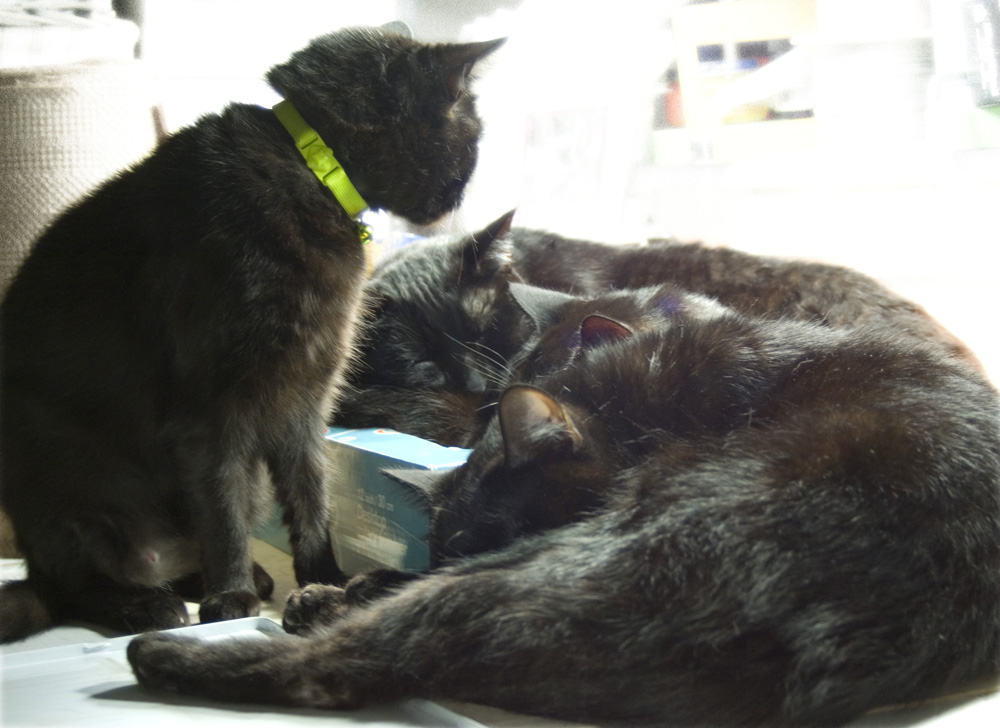 four black cats.