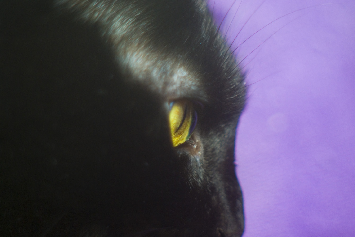 closeup of black cat on purple background