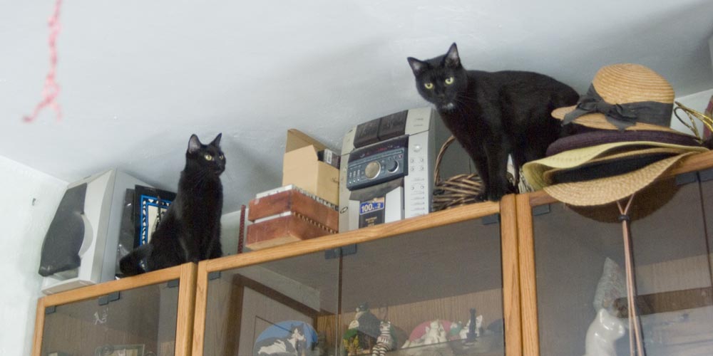 two black cats on entertainament center