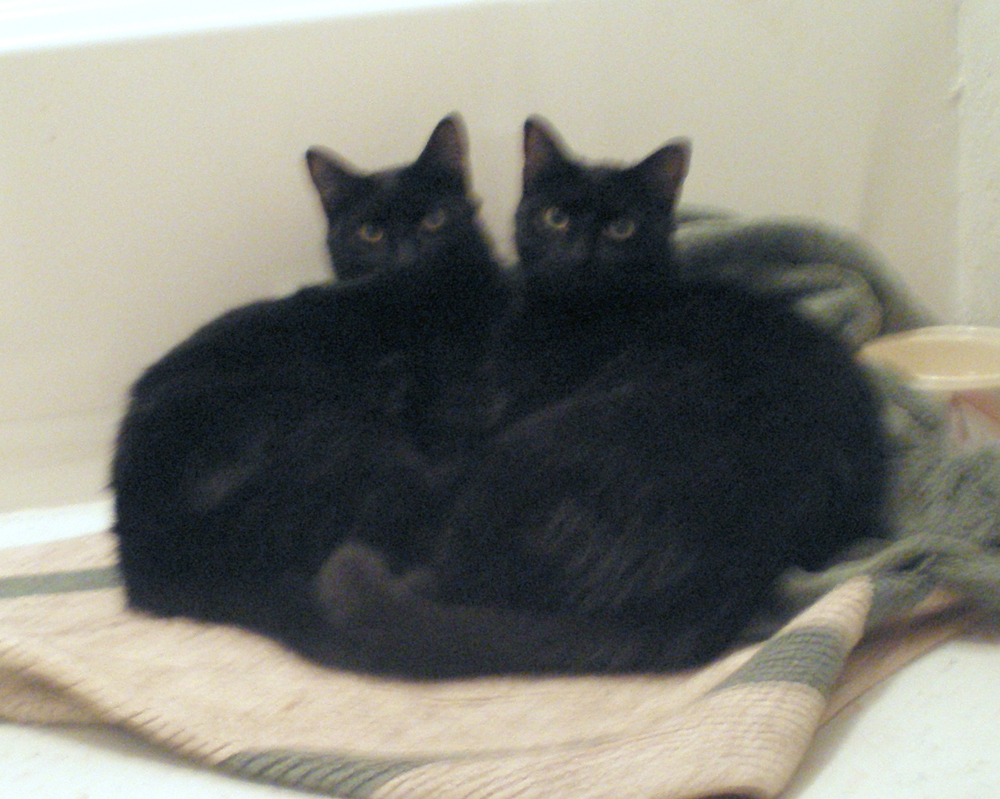 two black cats cuddling