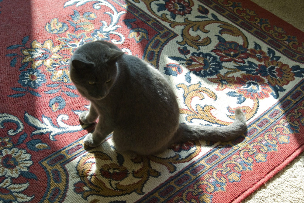 gray cat on oriental rug