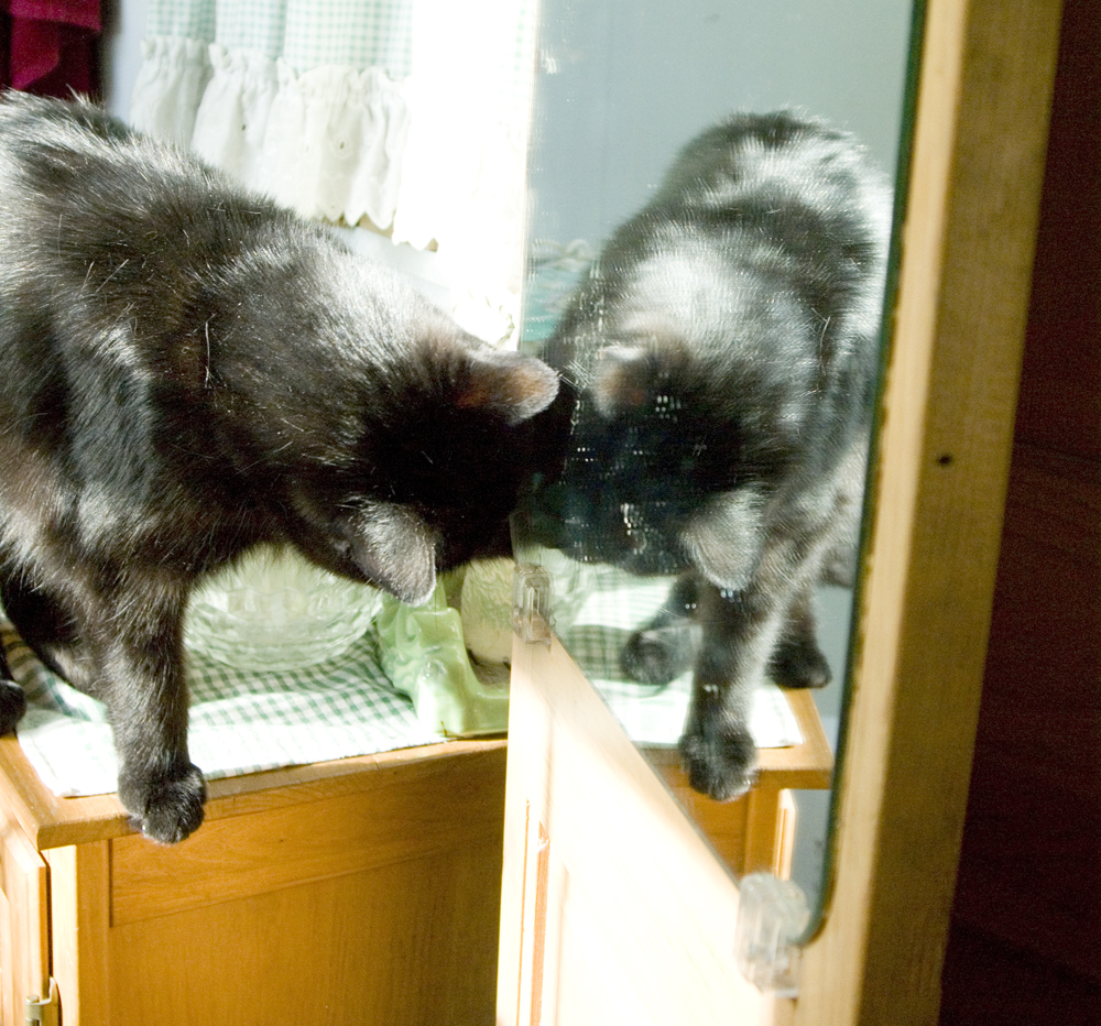 black cat with reflection in mirror