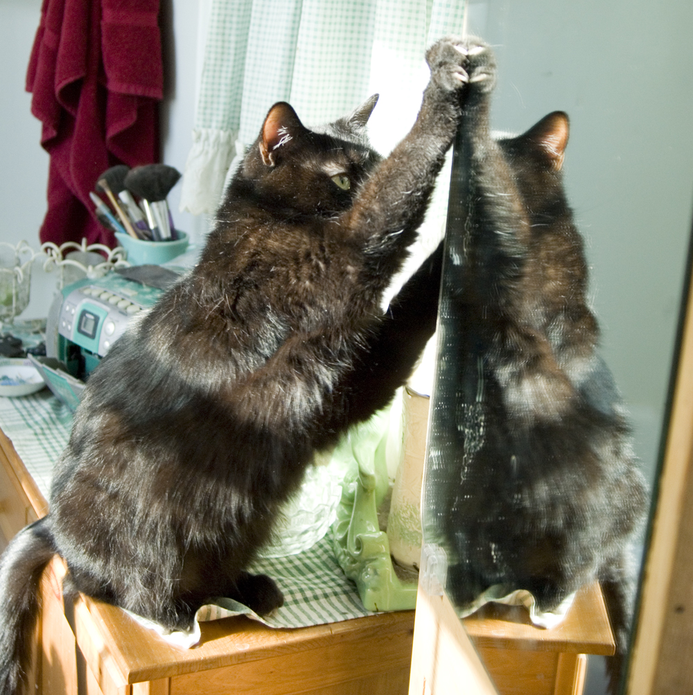 black cat with reflection in mirror