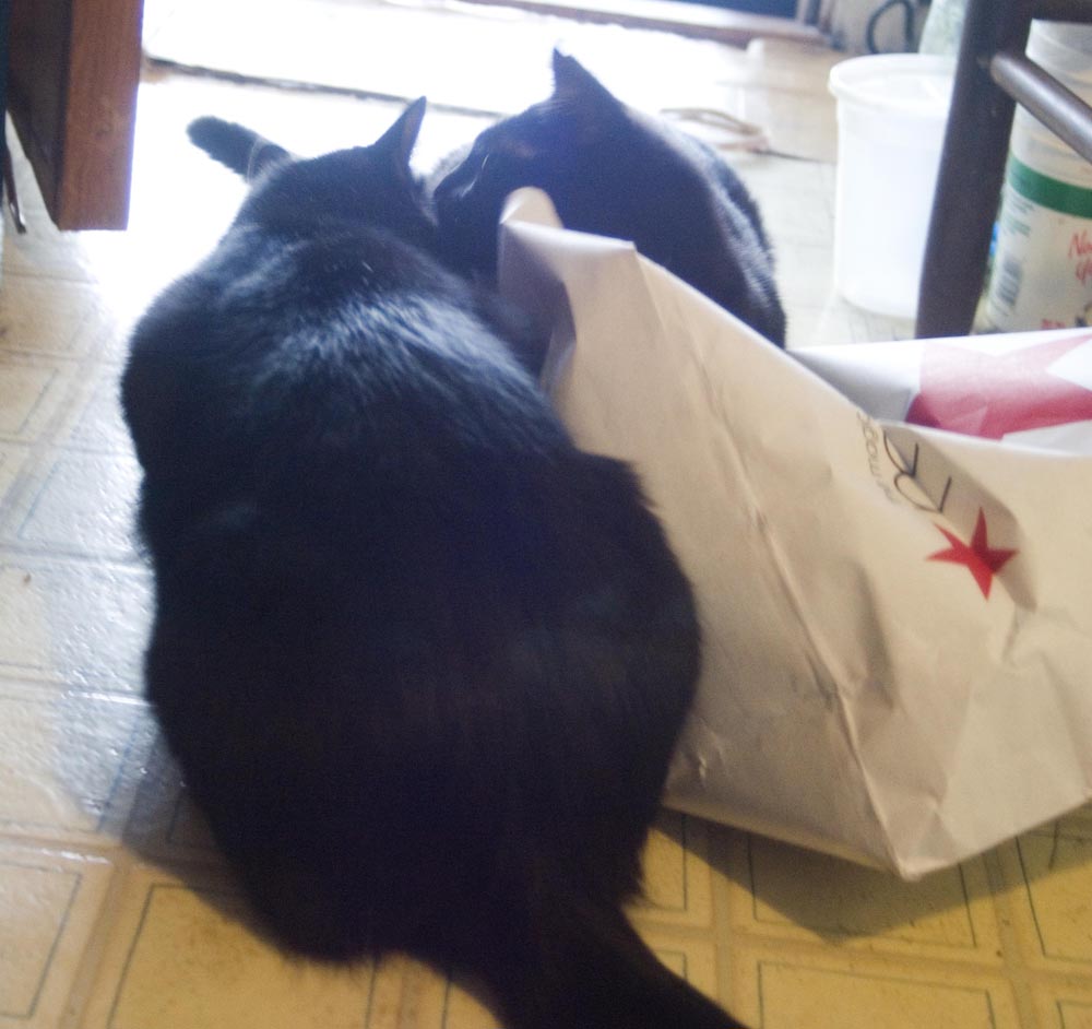 two black cats on bag