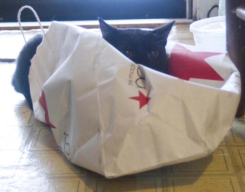 black cat on macy's bag