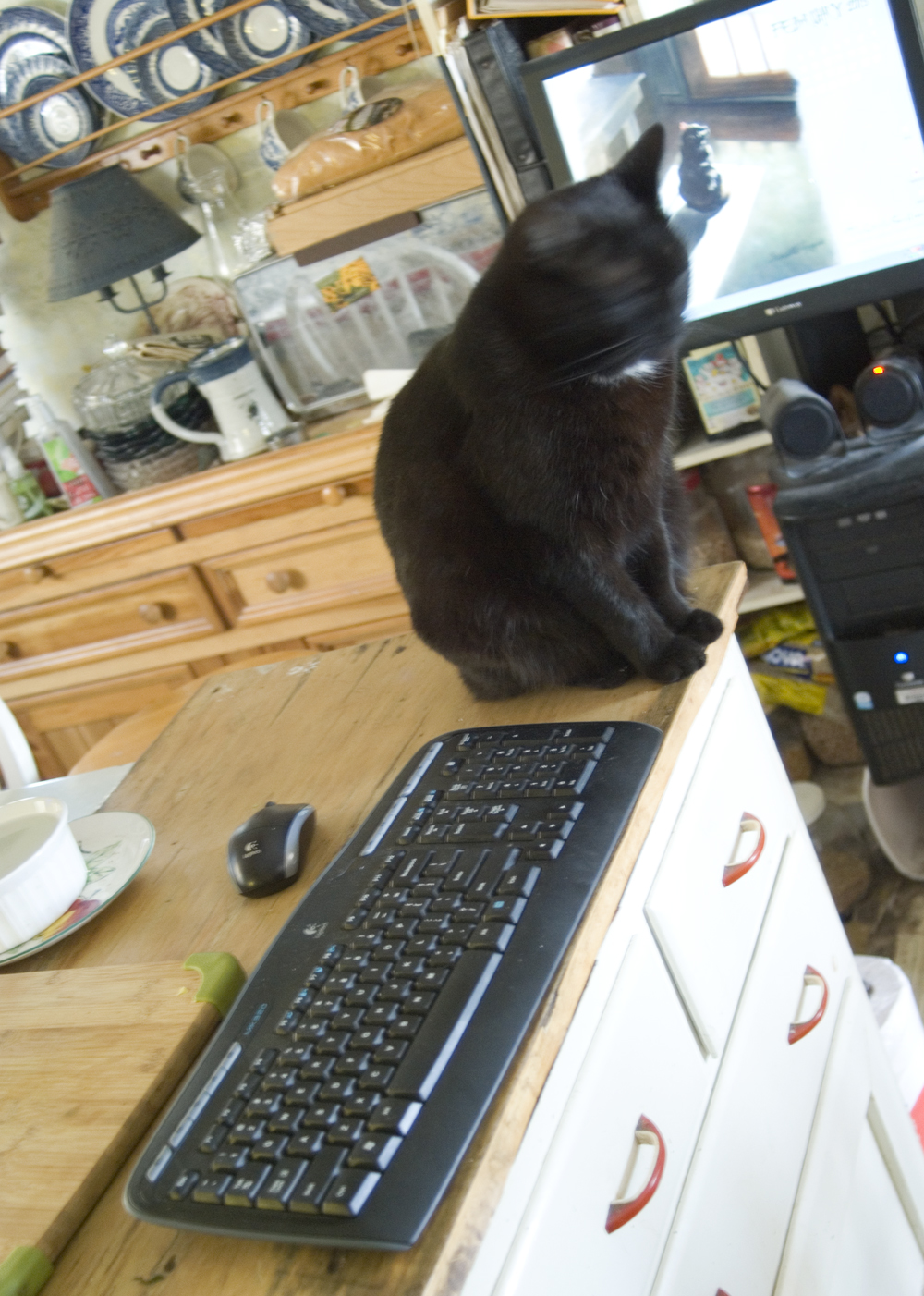 black cat with computer keyboard