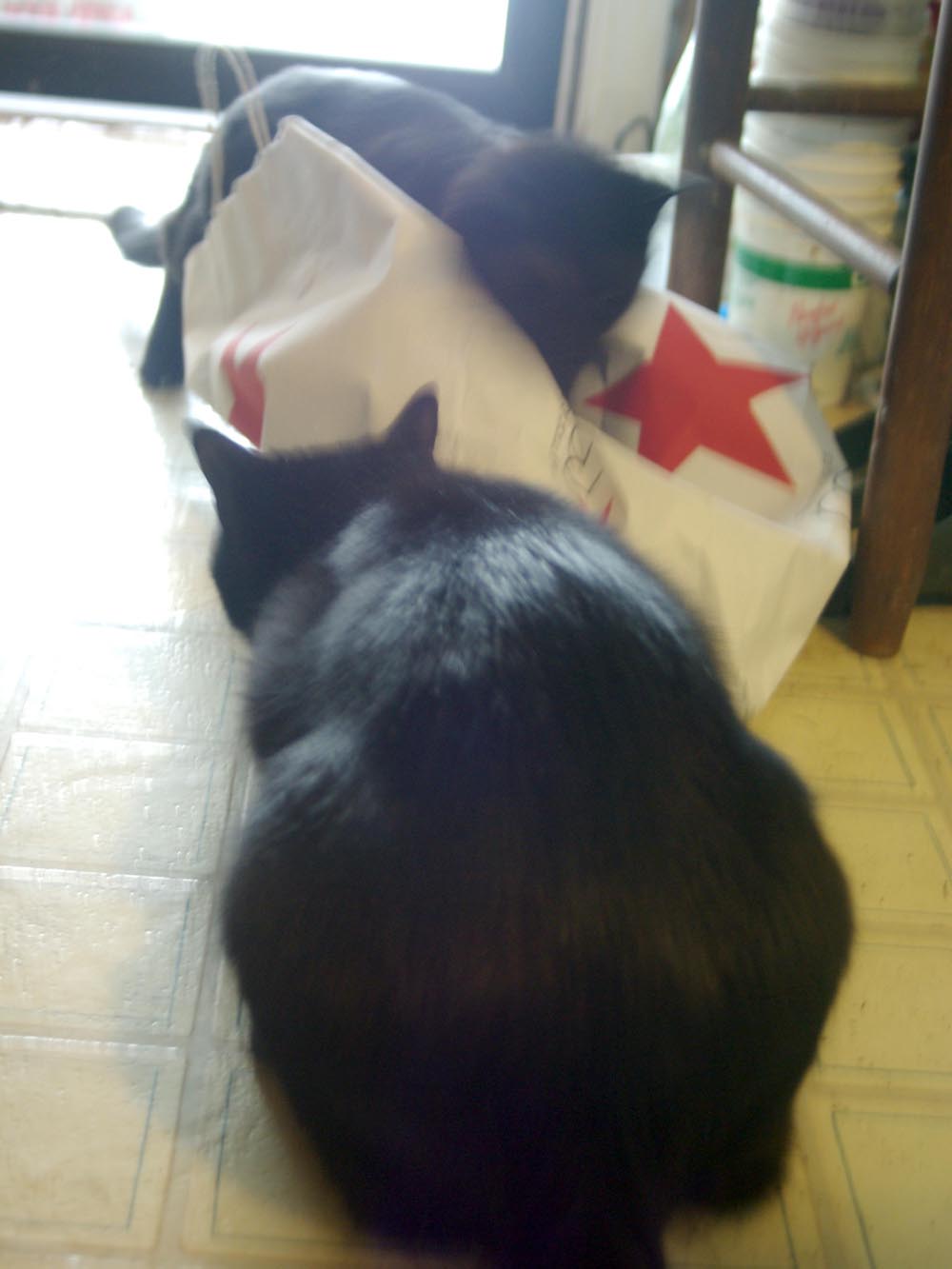two black cats and macy's bag