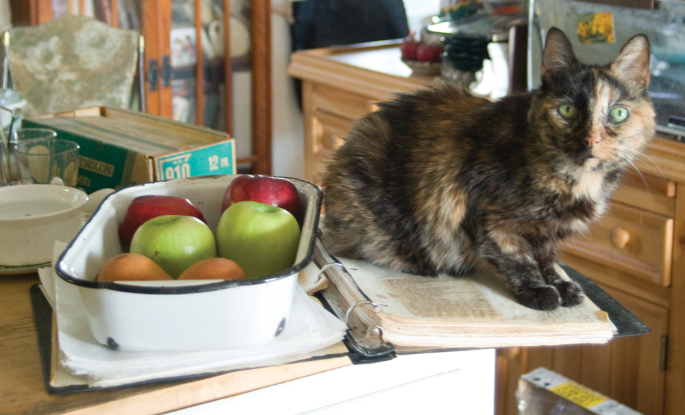 tortoiseshell cat on cookbook