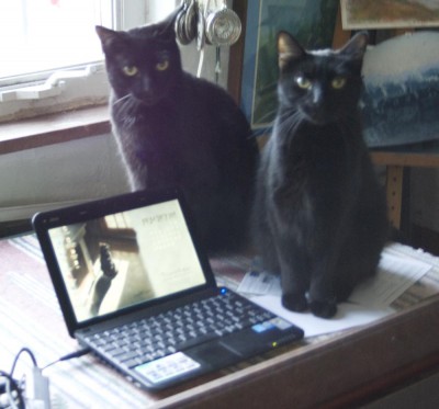 two black cats with netbook