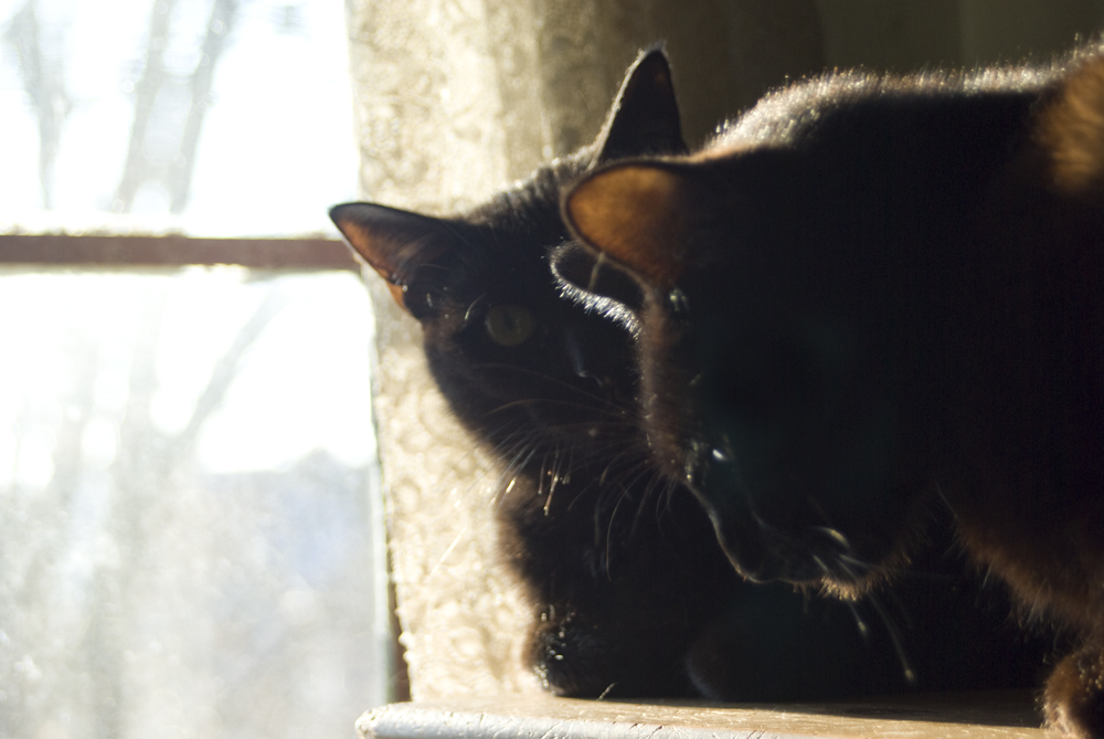 two black cats in profile