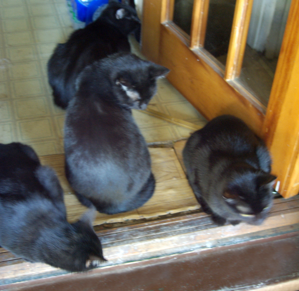 four black cats at door.