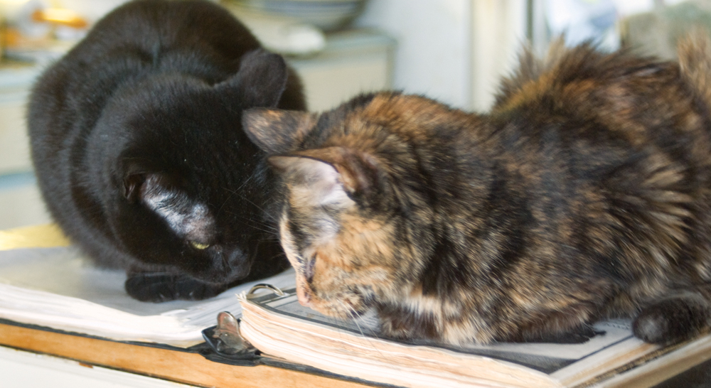 black cat and tortoiseshell cat