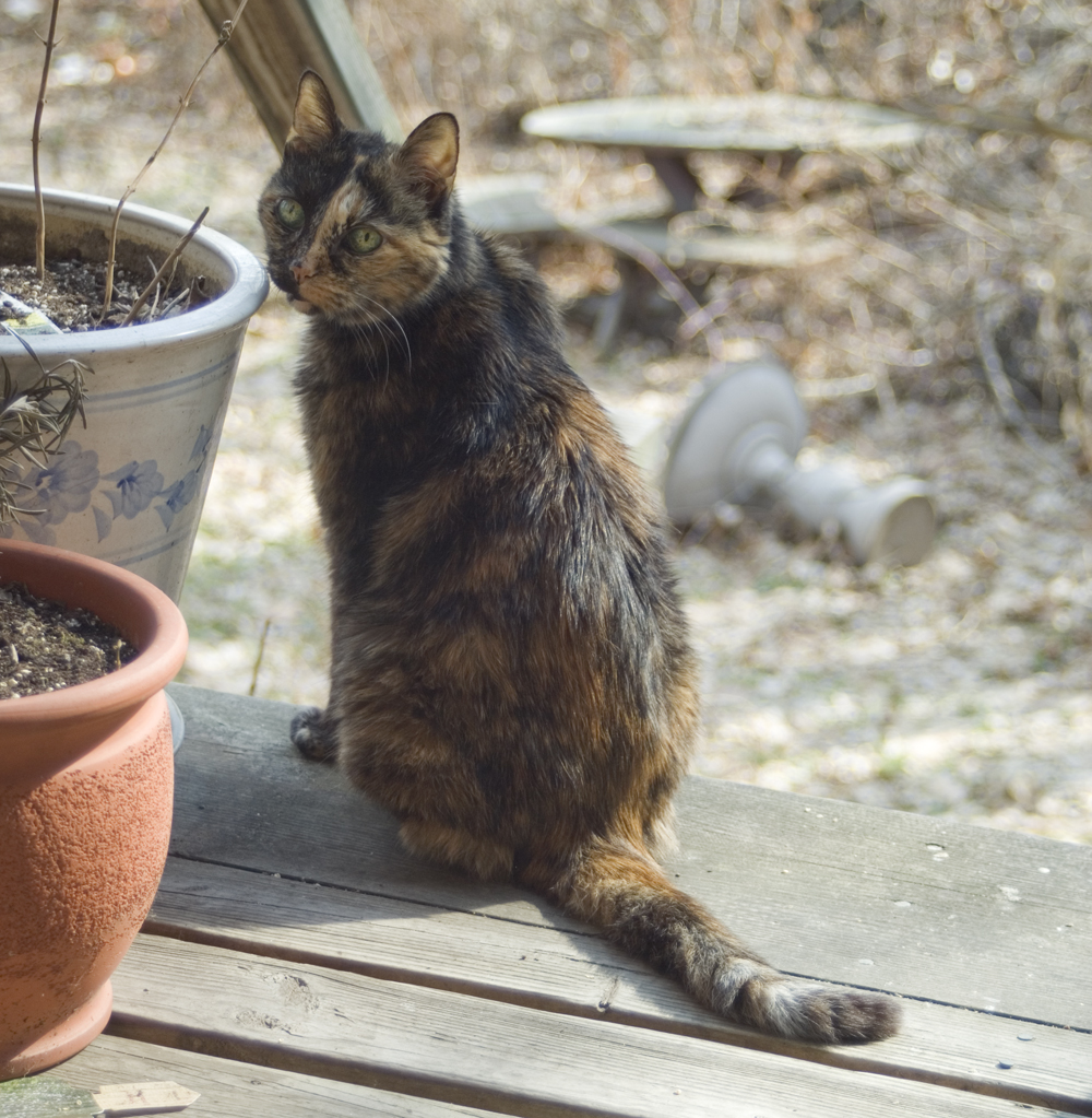 tortoiseshell cat on deck