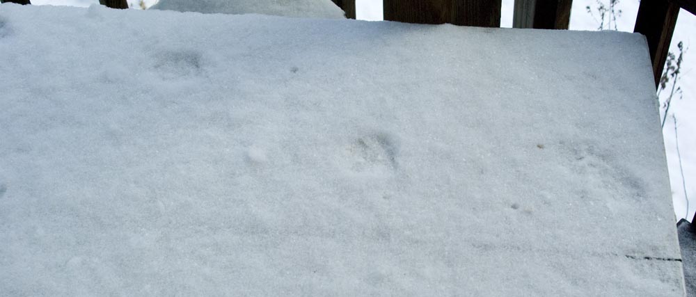 Pawprints in the snow on the table.