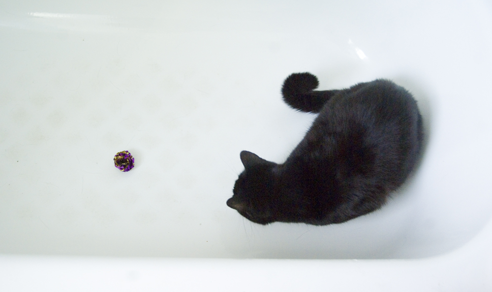black cat in tub with toy