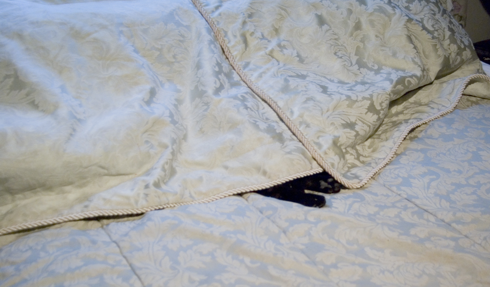 black cat paws under pillow shams