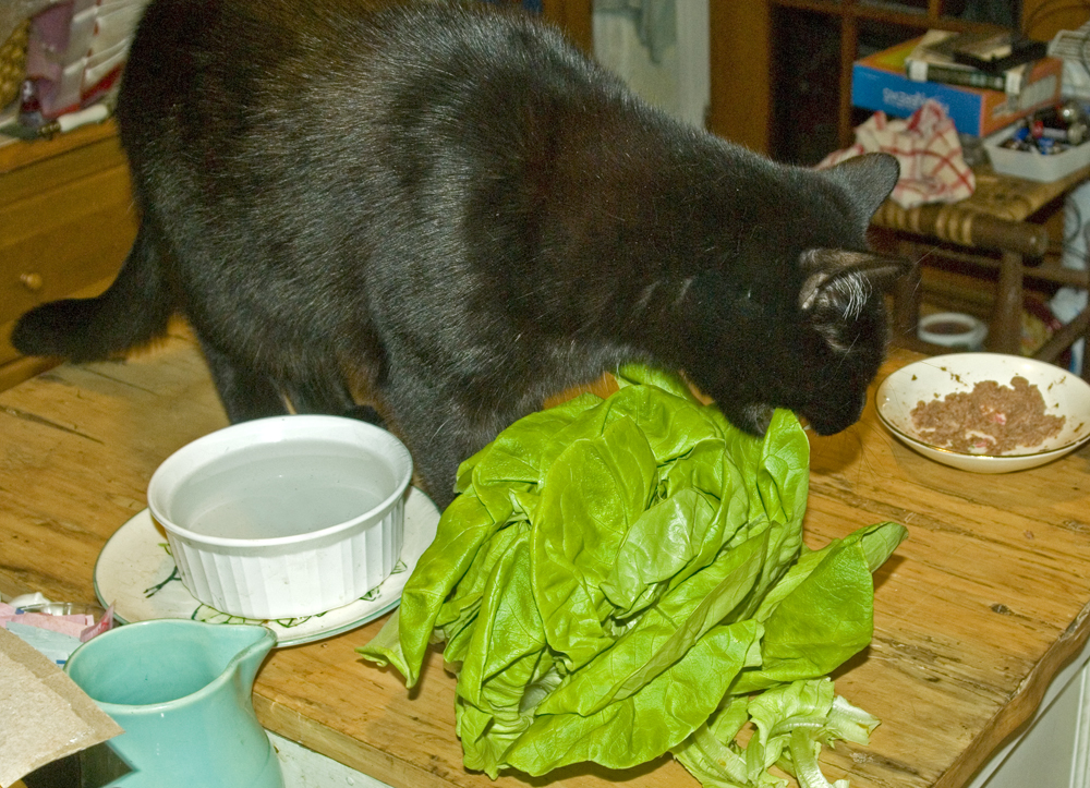 black cat eating lettuce