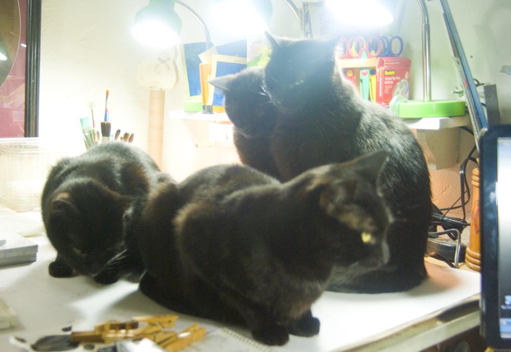 four black cats in studio
