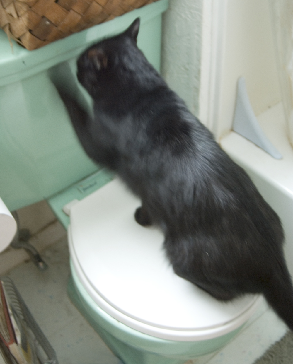 black cat scratching at toilet tank