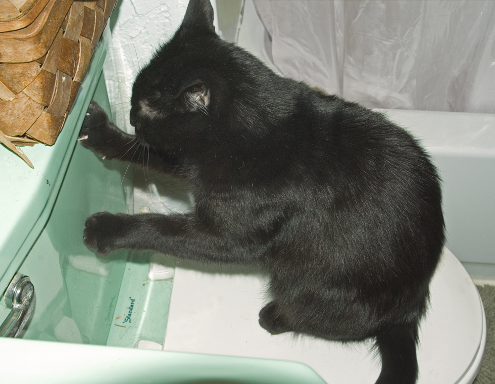 black cat scratching on toilet tank