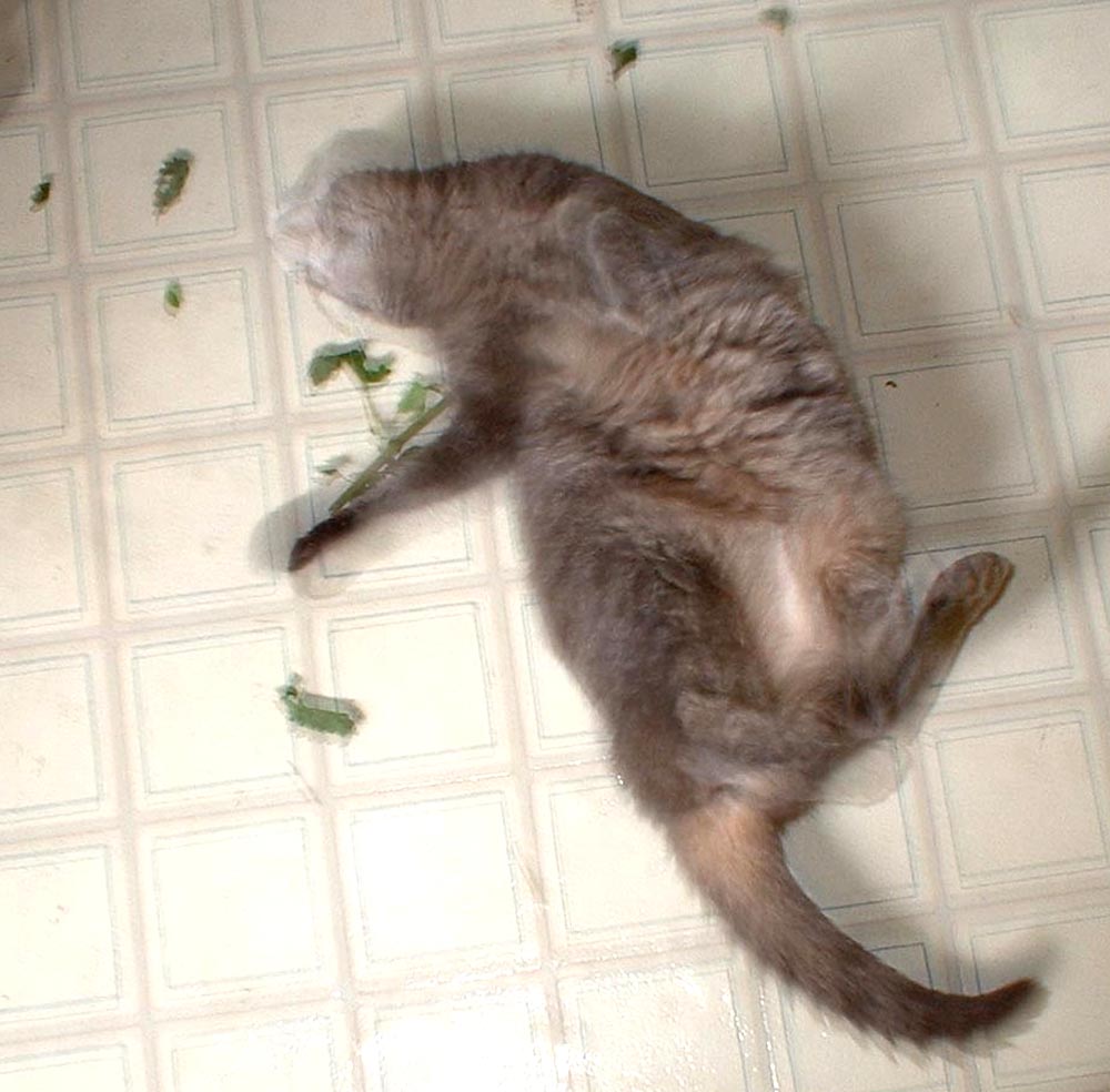 gray tabby cat rolling on the floor