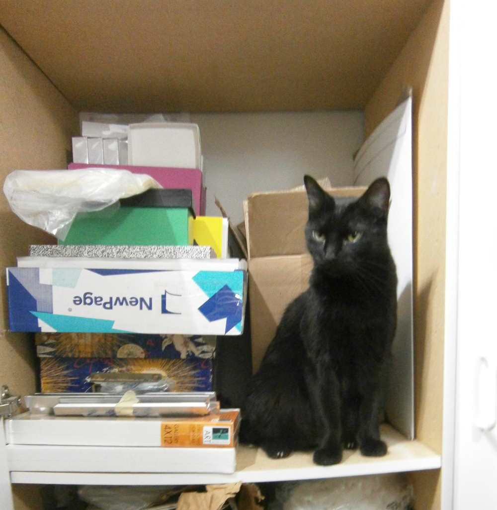 black cat in cabinet