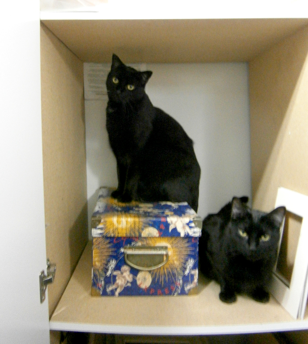 two black cats in cabinet