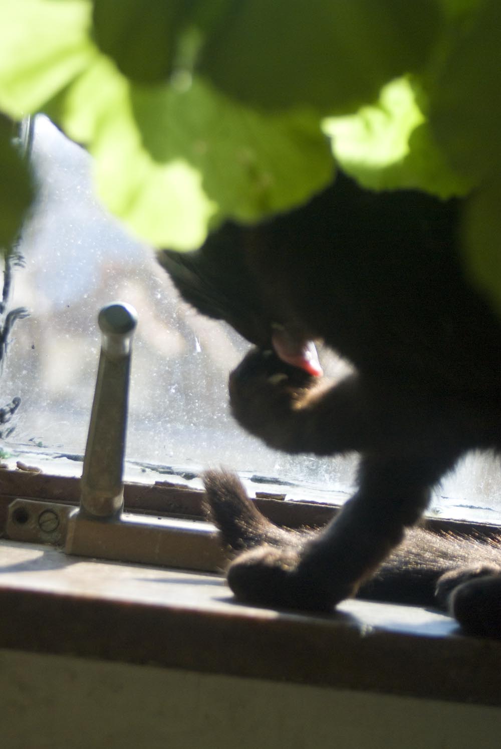 black cat washing paw on windowsill