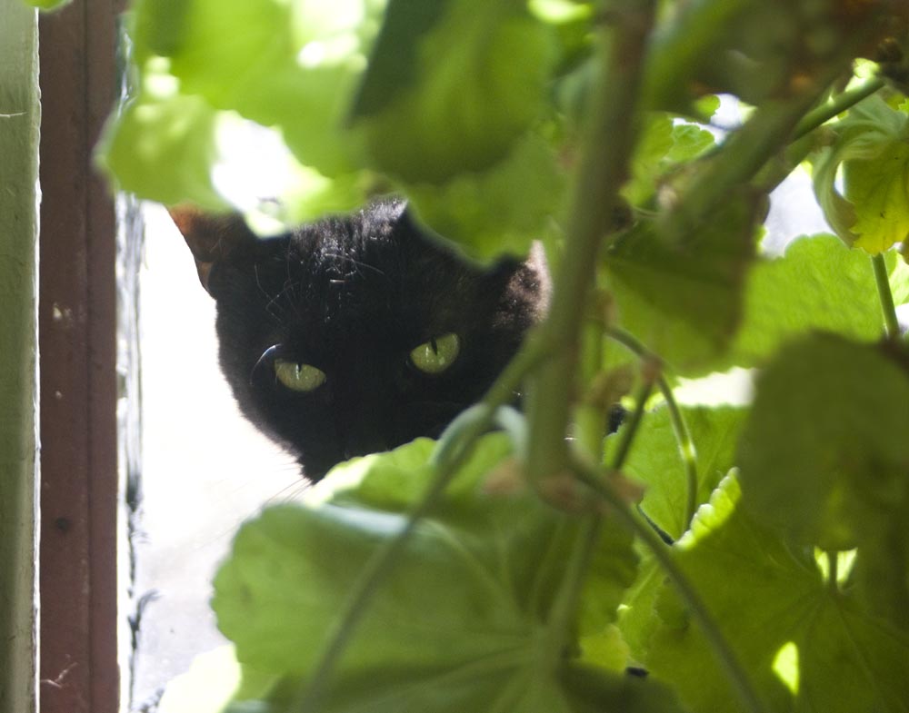 black cat mong geranium leaves