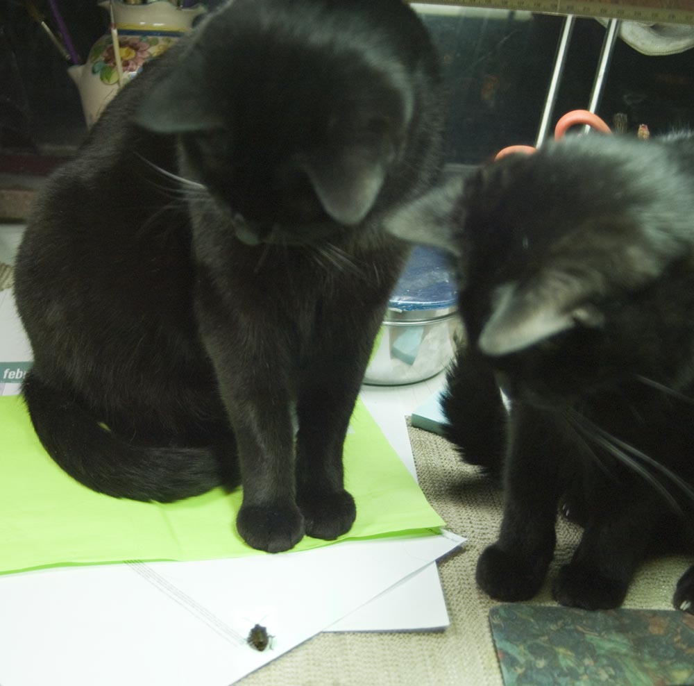 two black cats with stinkbug