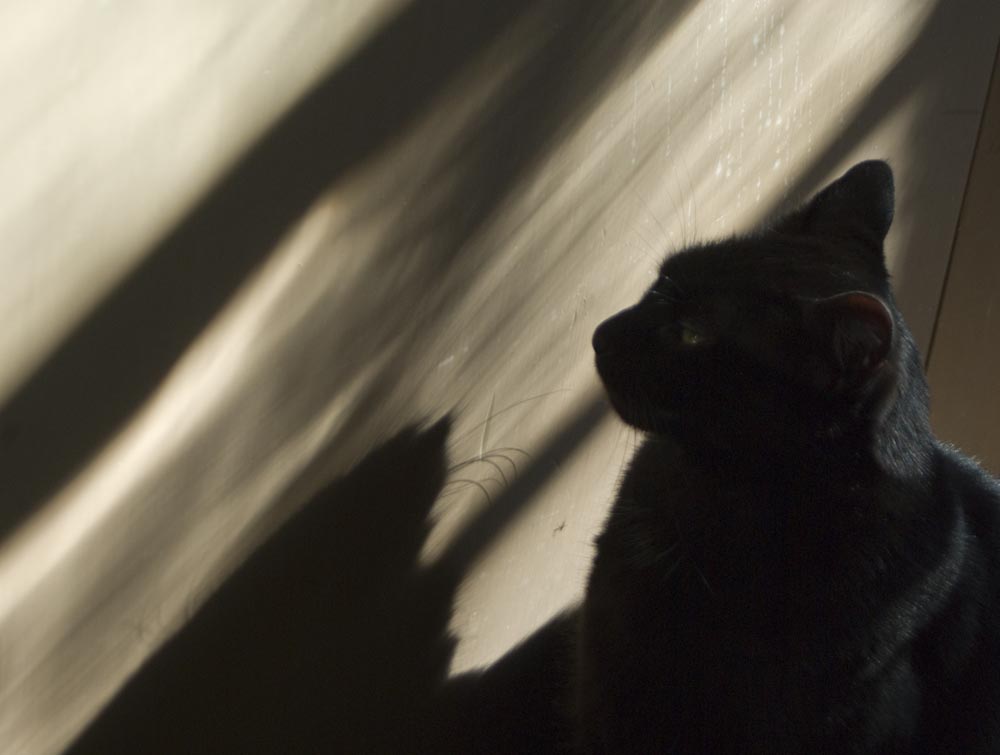 black cat with shadow