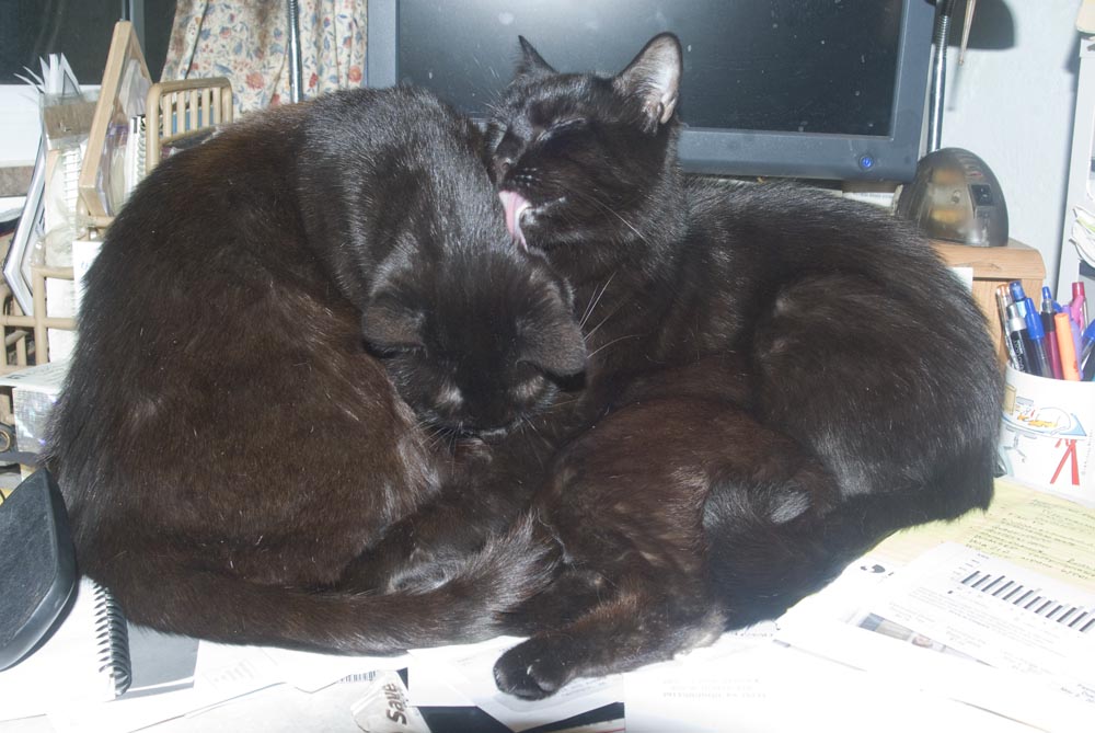 pile of black cats on desk